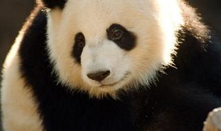 大熊猫的资料完整介绍 大熊猫资料大全
